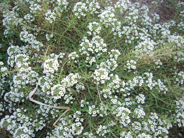 Allysum Flowers of Beautiful 
