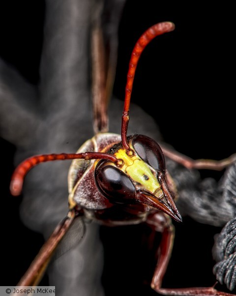 Mr. Stingy