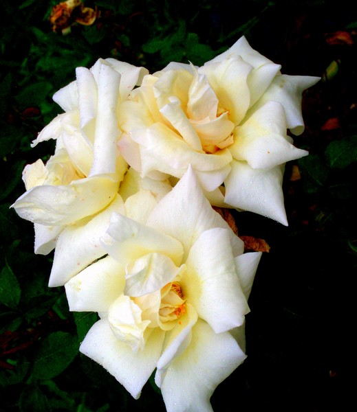 we are three roses