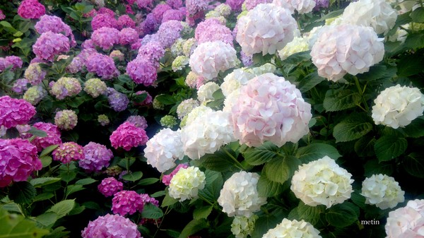hortensias in bloom