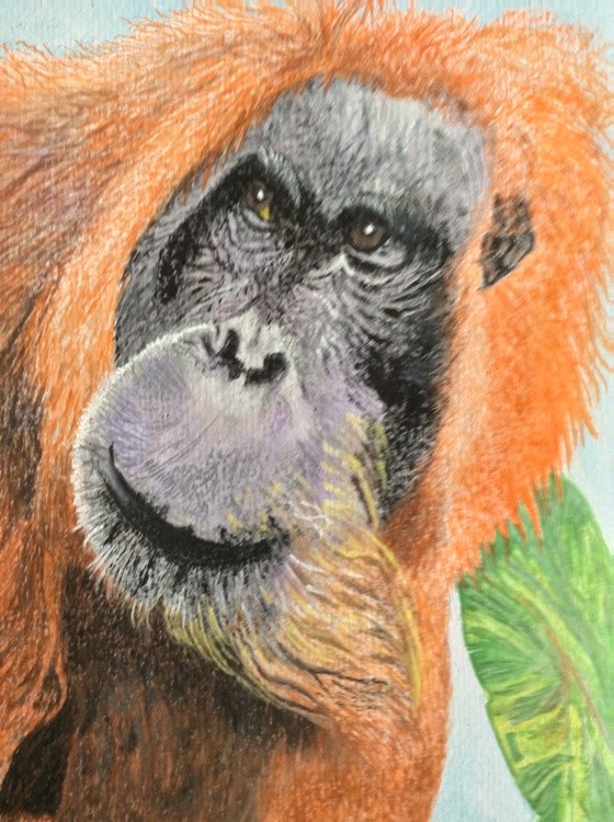 A Sumatran Orangutan
