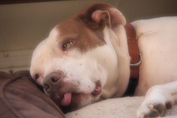 angelic pit
