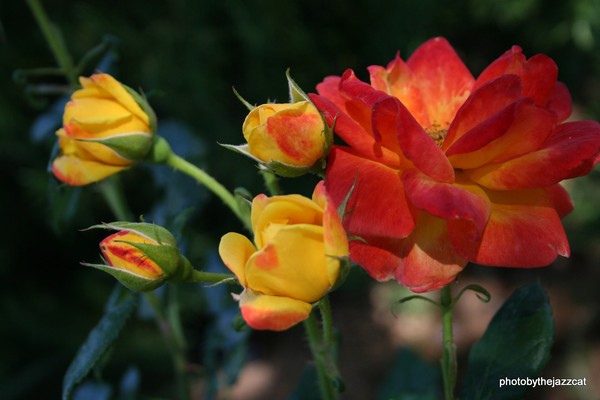 fire roses