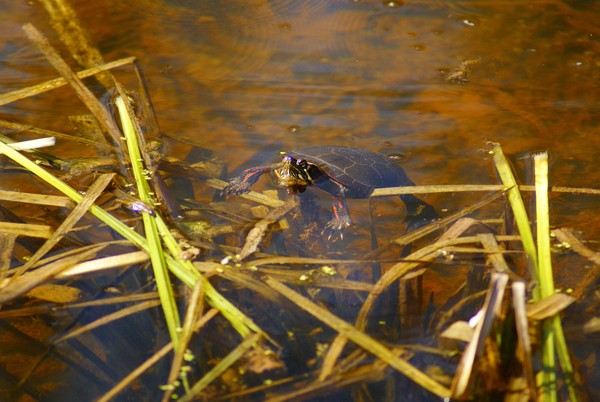 Turtle