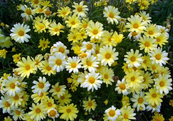 Flower Power