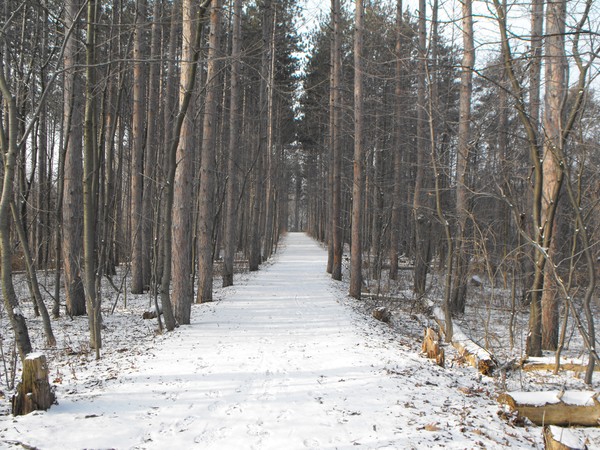 Walking through the woods