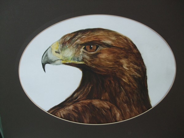 Golden Eagle