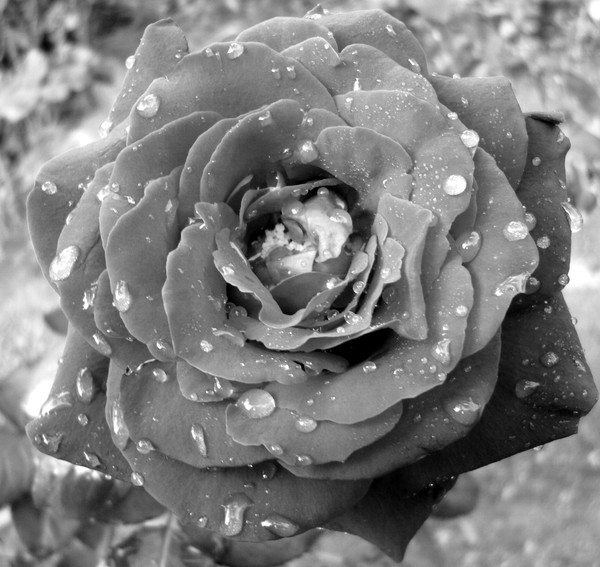 Rose B&W