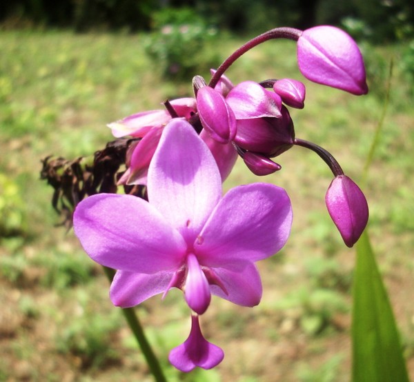 Purple Exotica