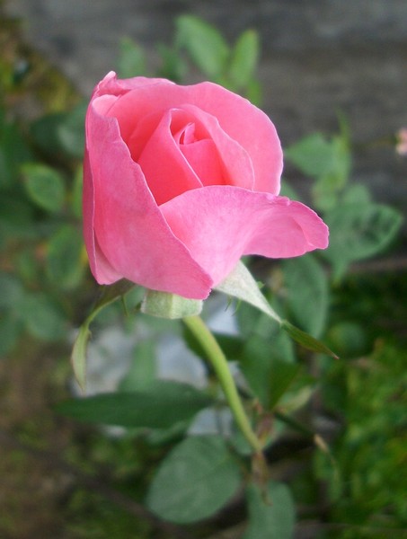 Pink rose bud