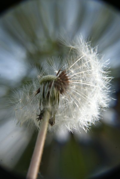 From Ant Eyes