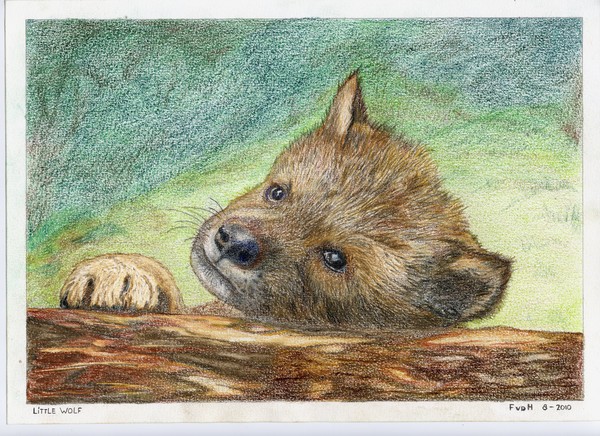 Little Wolf