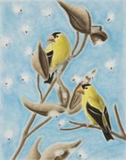 Gold Finch