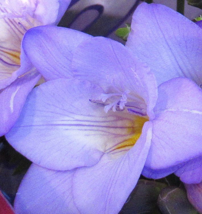 PALE PURPLE FREESIA