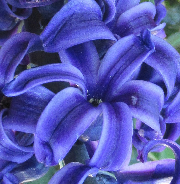 BLUE JACYNTH