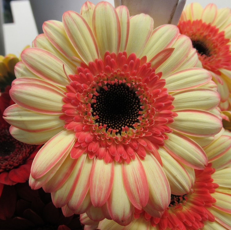 COLORFUL GERBERA