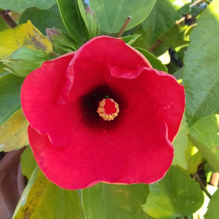 VIVID RED