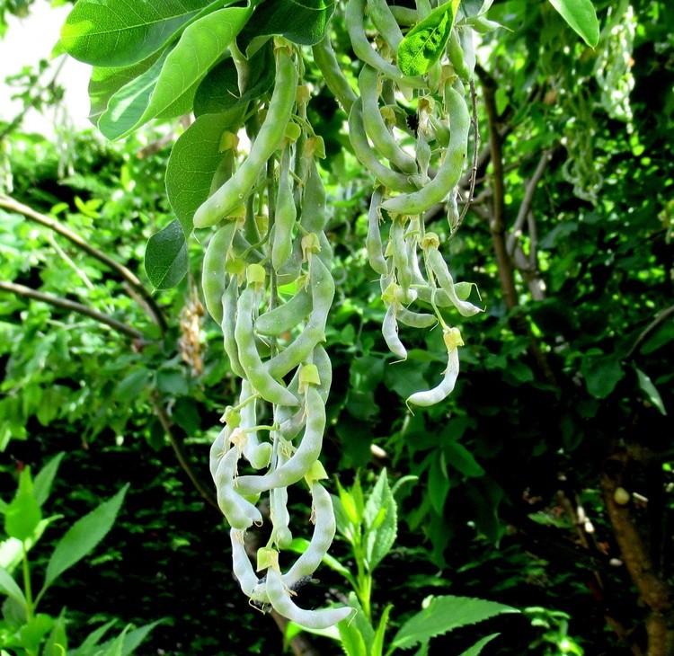 WHAT IS IT ????