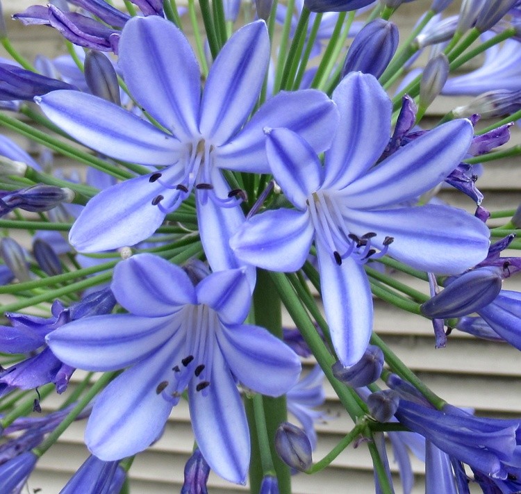BLUE BLUE BLUE