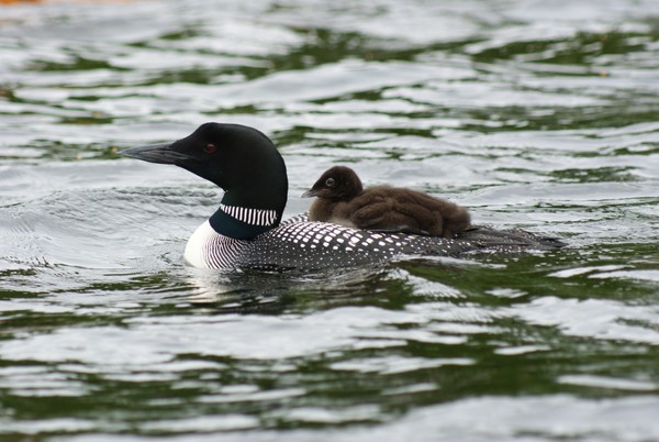 Loons