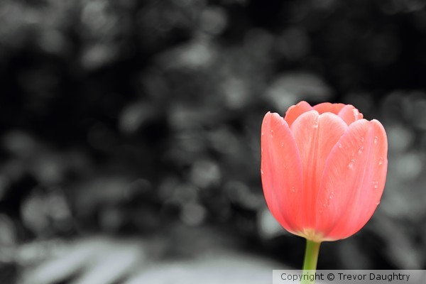 Pink Tulip