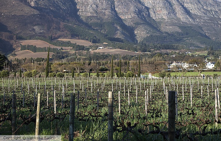 serie This is Africa/ Vineyards
