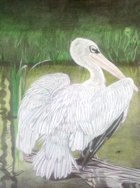 White Pelican
