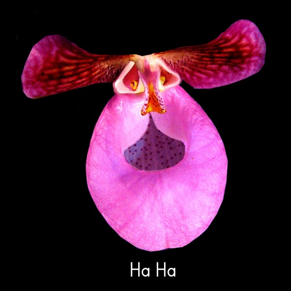 Ha Ha