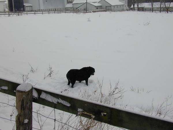 Black Dog