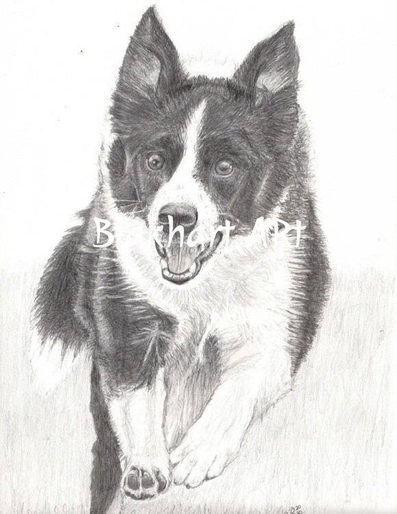 bordercollie in motion
