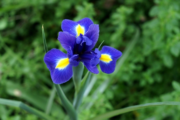garden flower