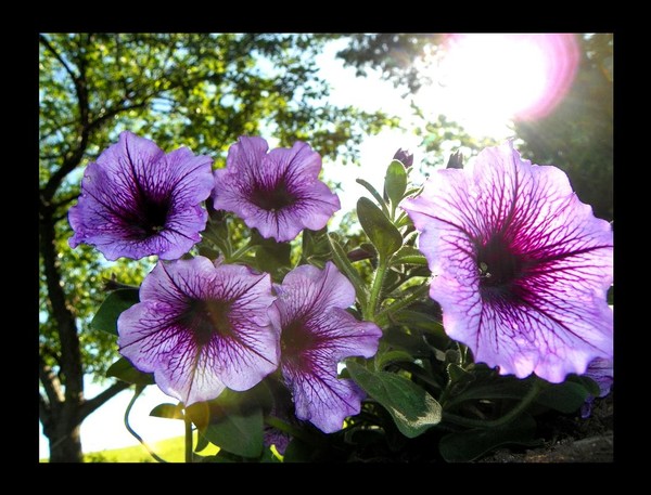 Petunias