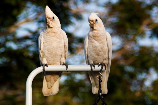 Corella