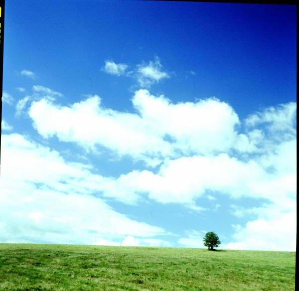 Meadow & Tree