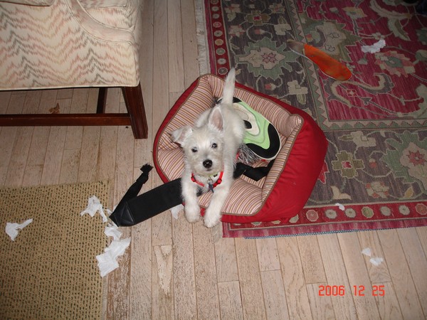 Doggy Days