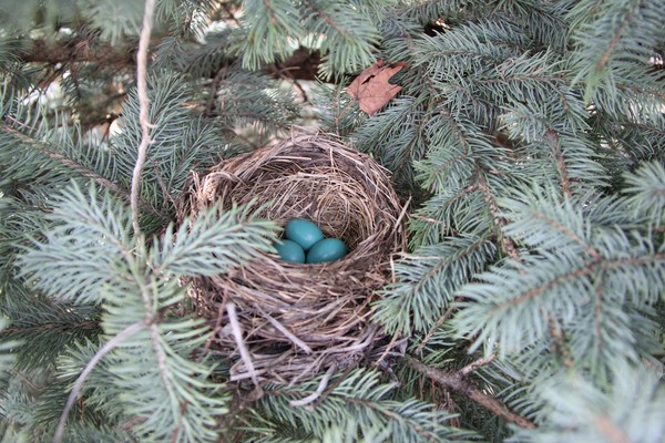 Easter Eggs