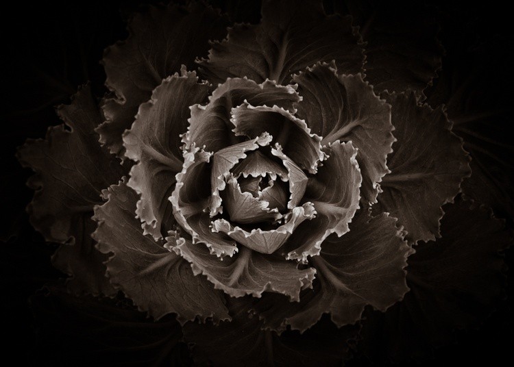 Backyard Flowers In Black And White No 101