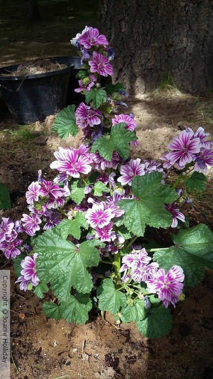 MALVA ZEBRINA  PHOTO