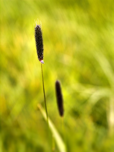 Grass Seeds