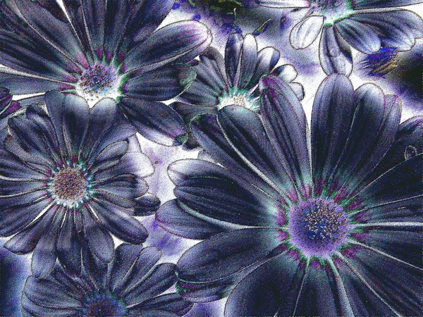 daisy field