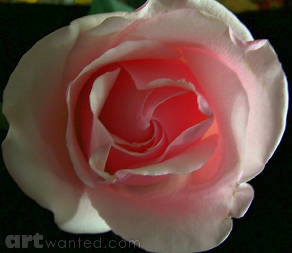 LOVE ROSE