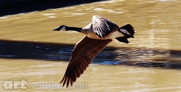 canada Goose