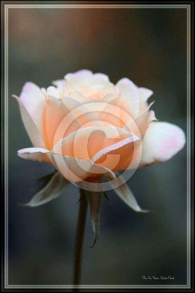 A Rose