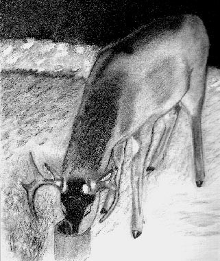 Lucky the Buck Deer