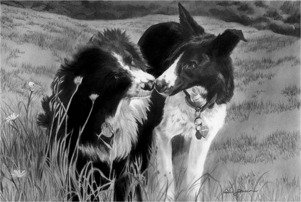 Border Collies