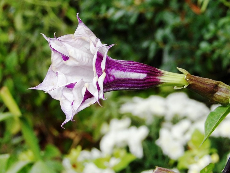 Datura metel, 10-29-2017
