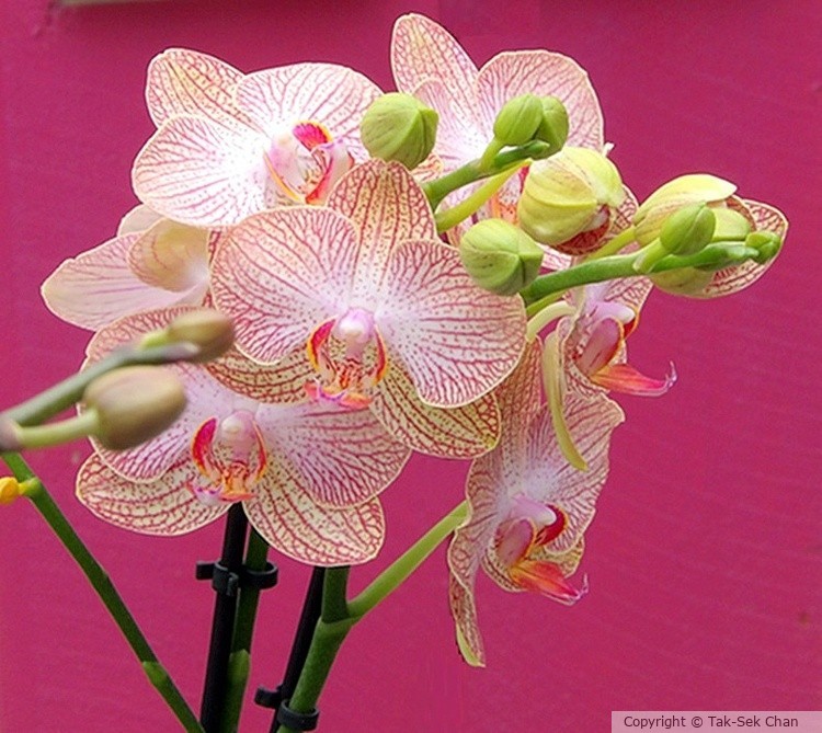 Phalaenopsis aphrodite, Russell's 06-29-2024