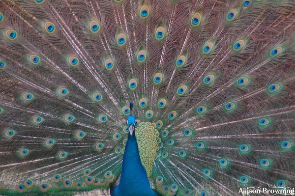 Peacock