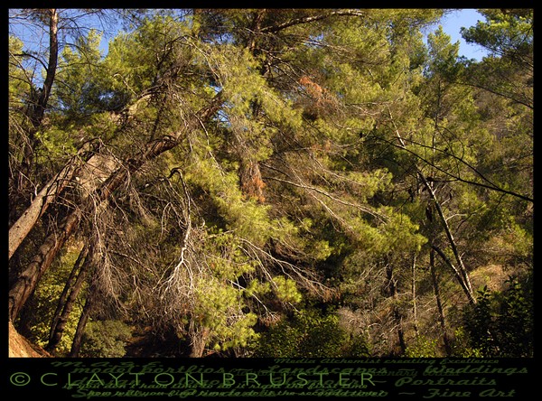 October 15 2007 Arch of Trees