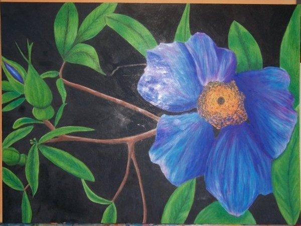 blue bud 18X24 prismastix on illustration board